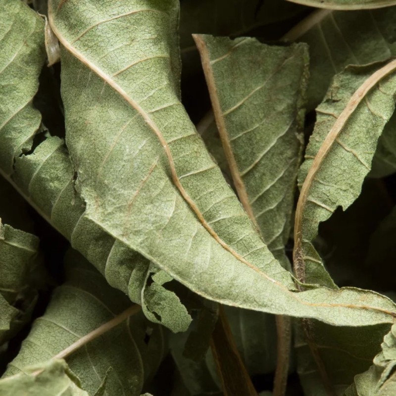 VERVEINE